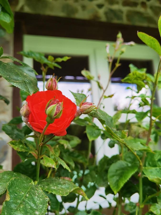 Eifelrose
